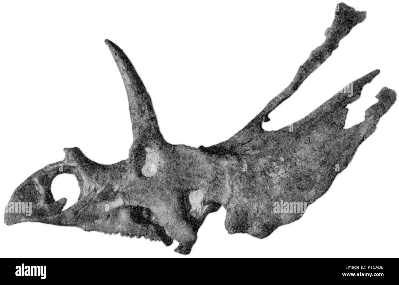 Der Holotypus von Pentaceratops sternbergii, einer Dinosaurierart aus Ceratopsiden, befindet sich in der Sammlung des American Museum of Natural History (AMNH). Dieses Fossil ist entscheidend für das Verständnis der Evolution von Dinosauriern. Stockfoto