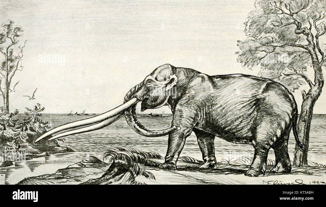 Anancus ist eine ausgestorbene Gattung elefantenartiger Säugetiere, die während des pleistozänen Epochs lebten. Bekannt für ihre langen, geschwungenen Stoßzähne und ihre robuste Konstruktion, sind diese Kreaturen mit dem modernen Elefanten verwandt und waren einst in Europa und Asien verbreitet. Stockfoto