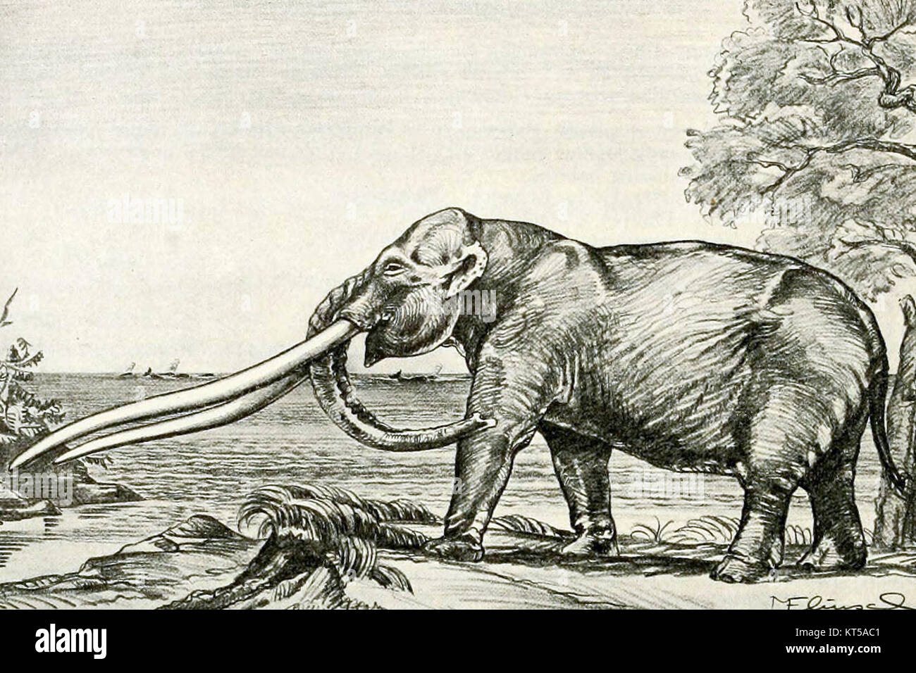 Anancus ist eine ausgestorbene Elefantengattung, die aus fossilen Funden in Europa und Asien bekannt ist. Er lebte während der pleistozänen Epoche und war einer der frühen Verwandten des modernen Elefanten. Stockfoto