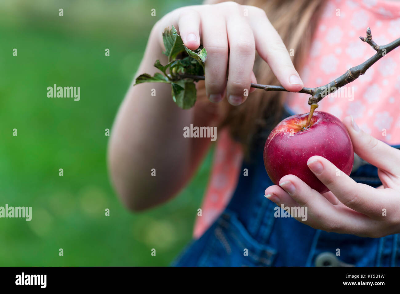 Kind einen Apfel vom Baum grün bokeh Hintergrund für Raum und Text kopieren Stockfoto