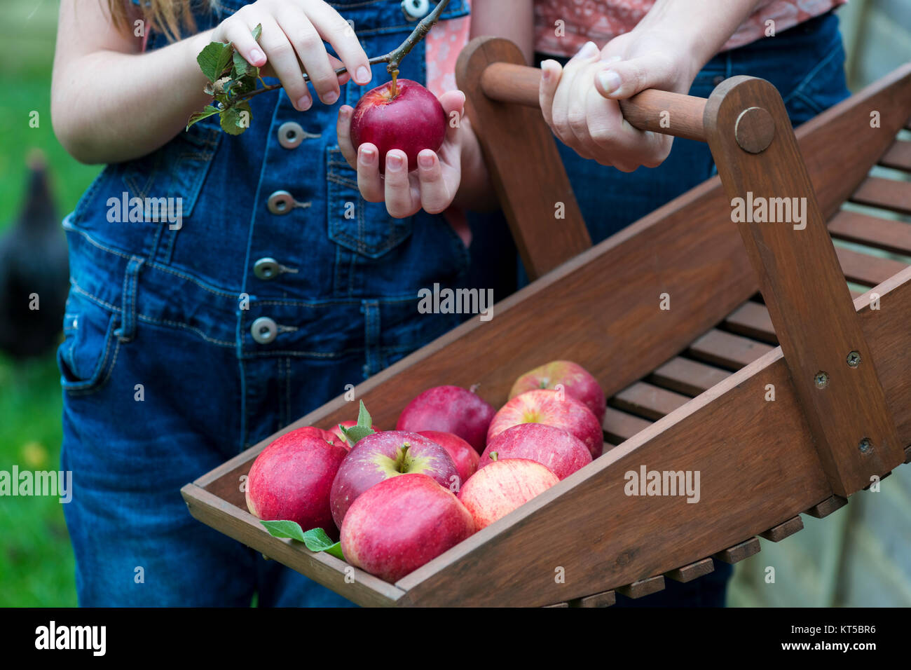 Familie Mitglieder sammeln Äpfel aus biologischem Obst Baum auf einer kleinen Holding, selektiver Fokus und bokeh Hintergrund Anzeige Kopie Raum Stockfoto