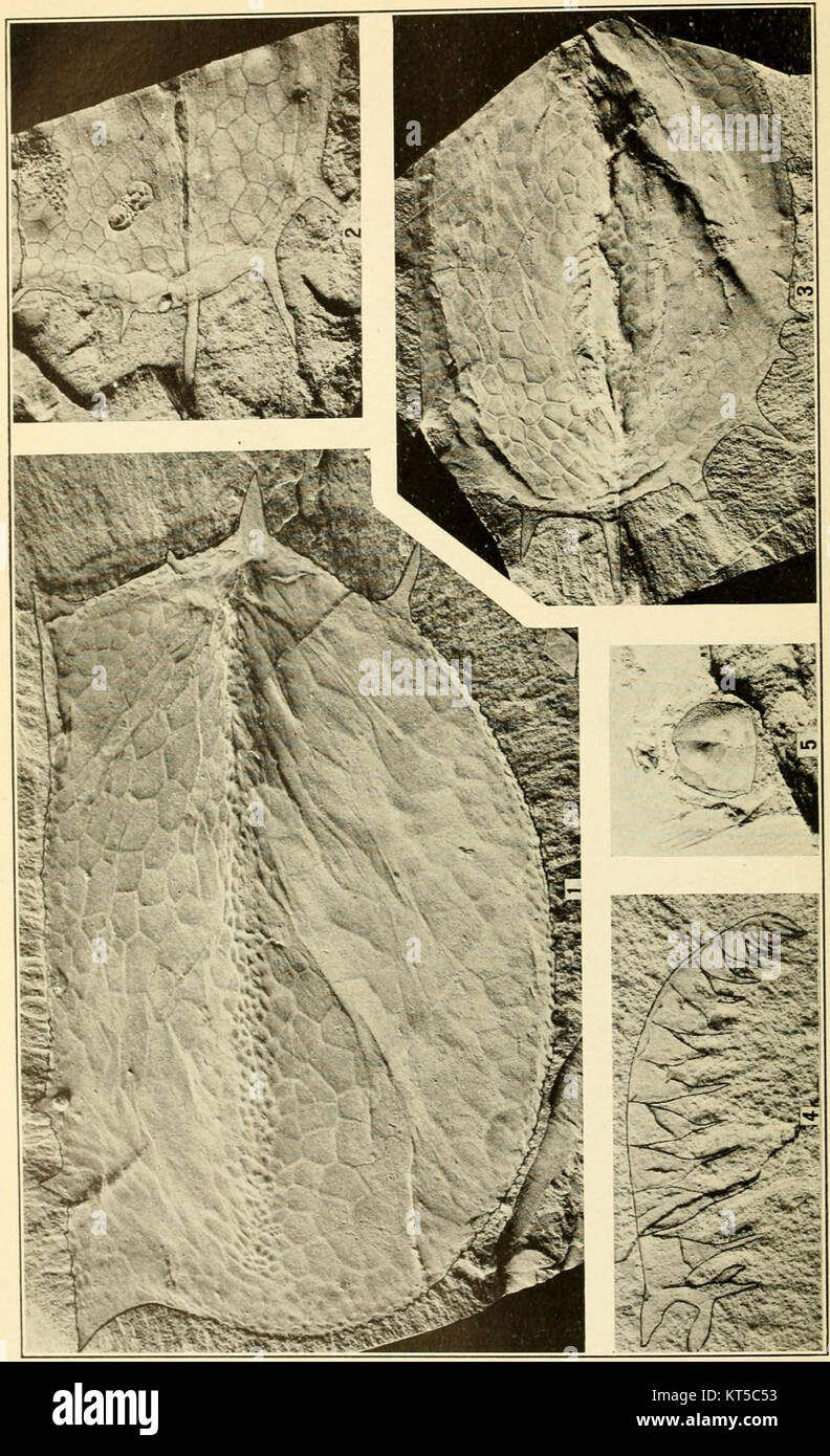 Verfahren der United States National Museum, Band 76, Artikel 9, Platte 2 Stockfoto