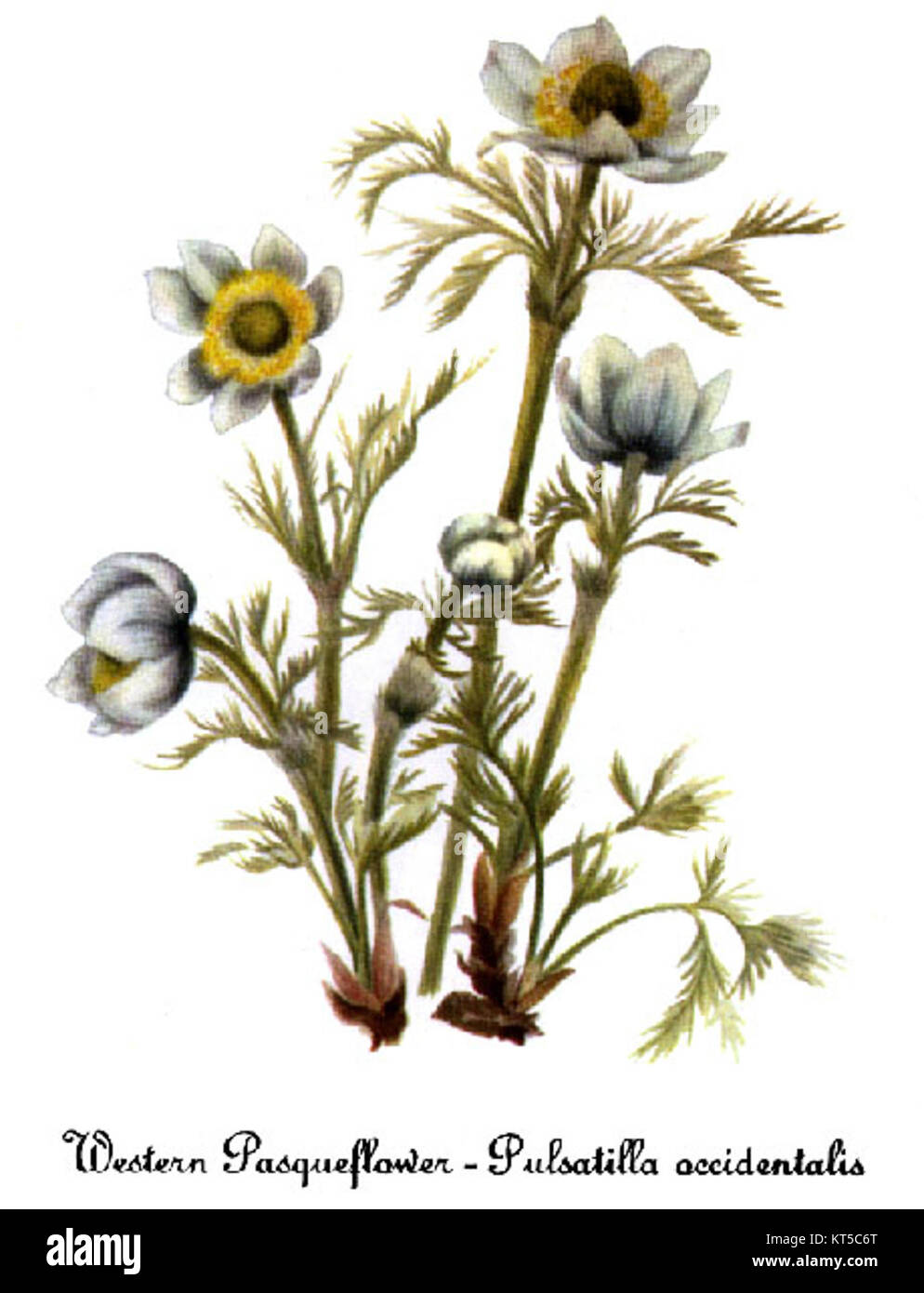 Anemone occidentalis, wie sie von Mary Vaux Walcott dargestellt wird, ist eine botanische Illustration, die die einheimischen Pflanzenarten in Nordamerika zeigt. Walcotts Werk ist bekannt für seine detaillierten und genauen Darstellungen der Flora. Stockfoto