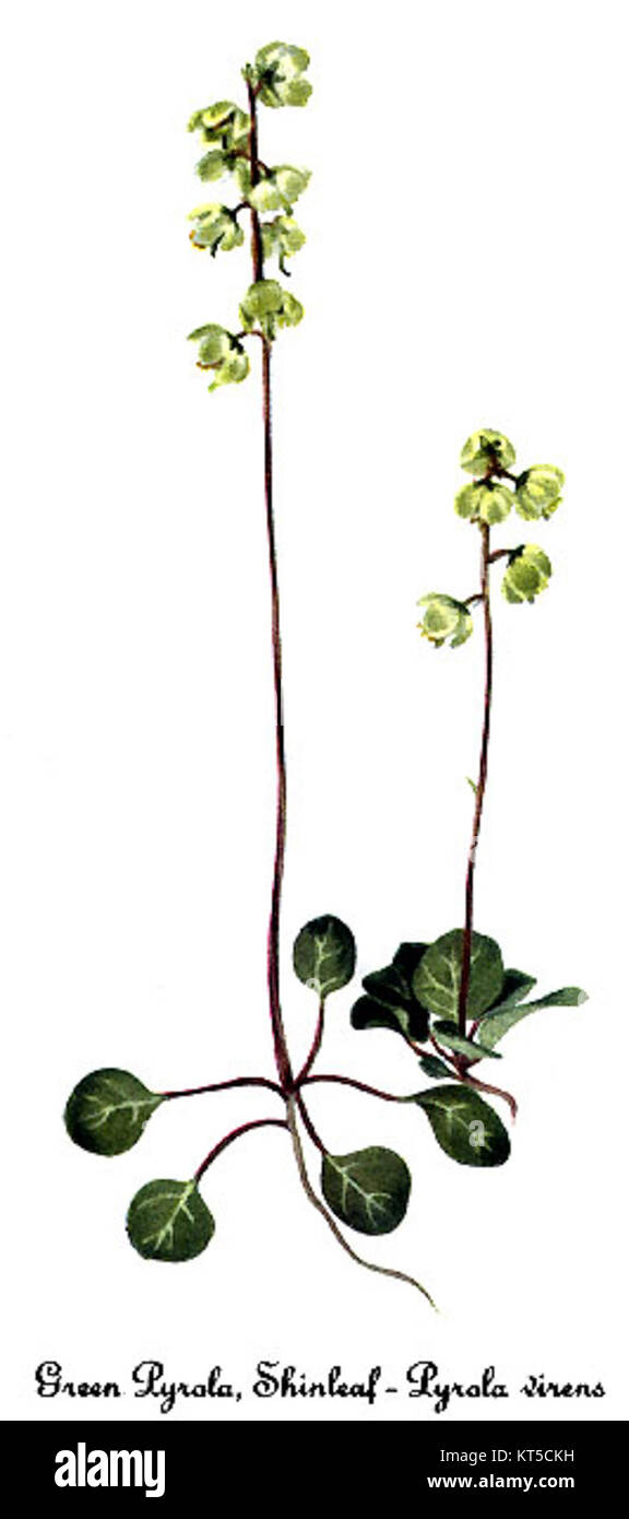 „Pyrola virens“, auch bekannt als Greenleaf Wintergreen, ist eine Pflanzenart, die von Mary Vaux Walcott illustriert wird. Ihre botanischen Illustrationen sind bekannt für ihre wissenschaftliche Genauigkeit und ihren künstlerischen Wert. Stockfoto