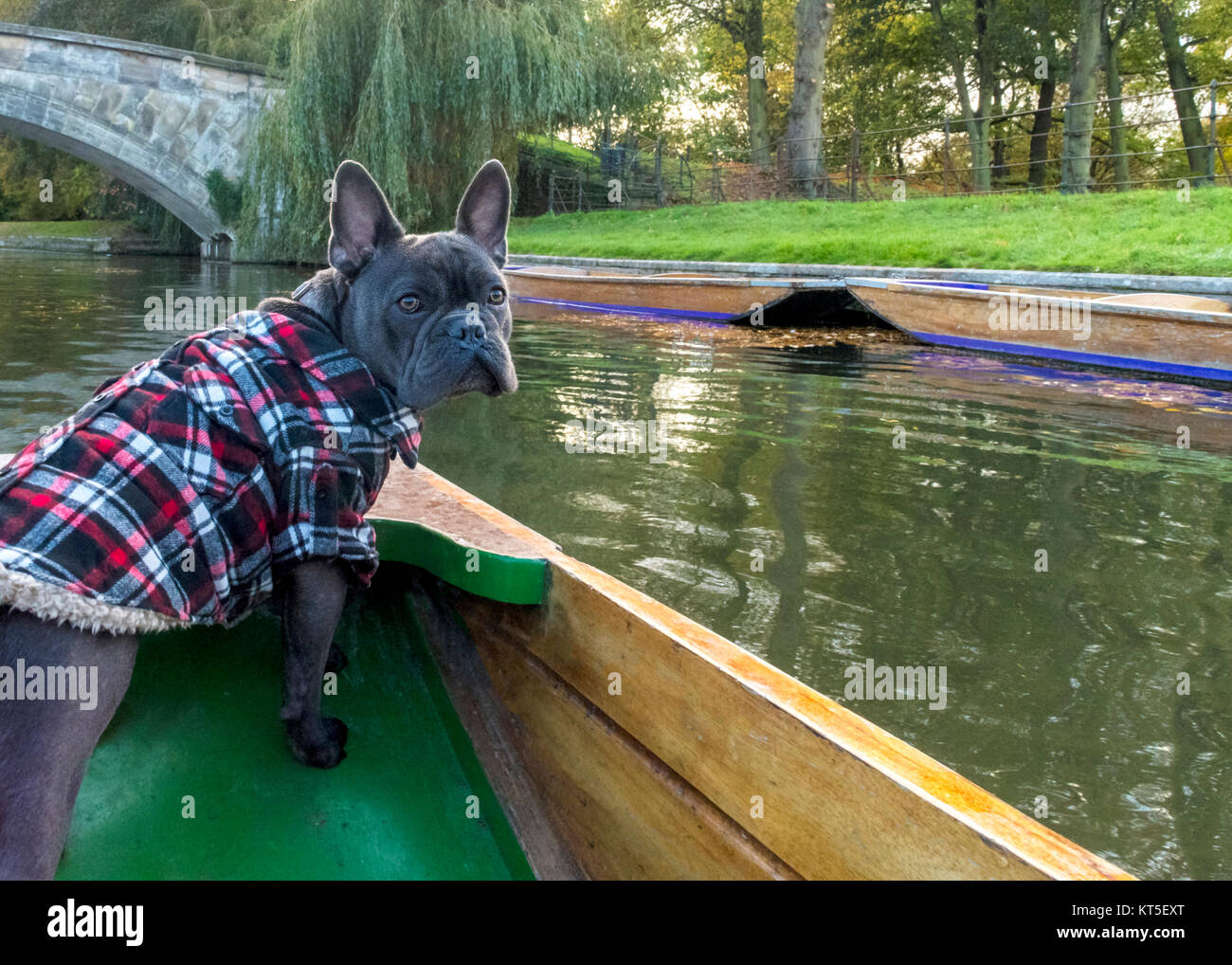 Hunde im Urlaub, Familie Haustier französische Bulldogge genießen eine Reise traverling auf einem Fluß in einem Boot genannt ein Punt, kopieren und Text Stockfoto