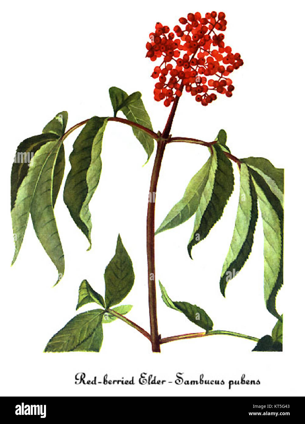 Sambucus racemosa-2, eine botanische Illustration von Mary Vaux Walcott, zeigt die rote Holunderpflanze. Walcotts Werke sind bekannt für ihre detaillierten und genauen botanischen Kunstwerke und bieten wertvolle Einblicke in Pflanzenarten. Stockfoto