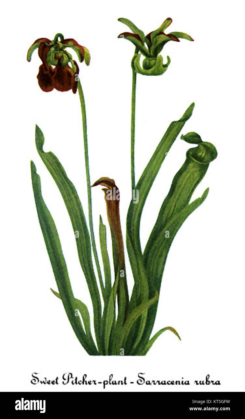 Eine Illustration der Sarracenia rubra, einer Art von Kannenpflanze, von Mary Vaux Walcott, die die einzigartigen Merkmale und die botanische Bedeutung der Pflanze zeigt. Stockfoto