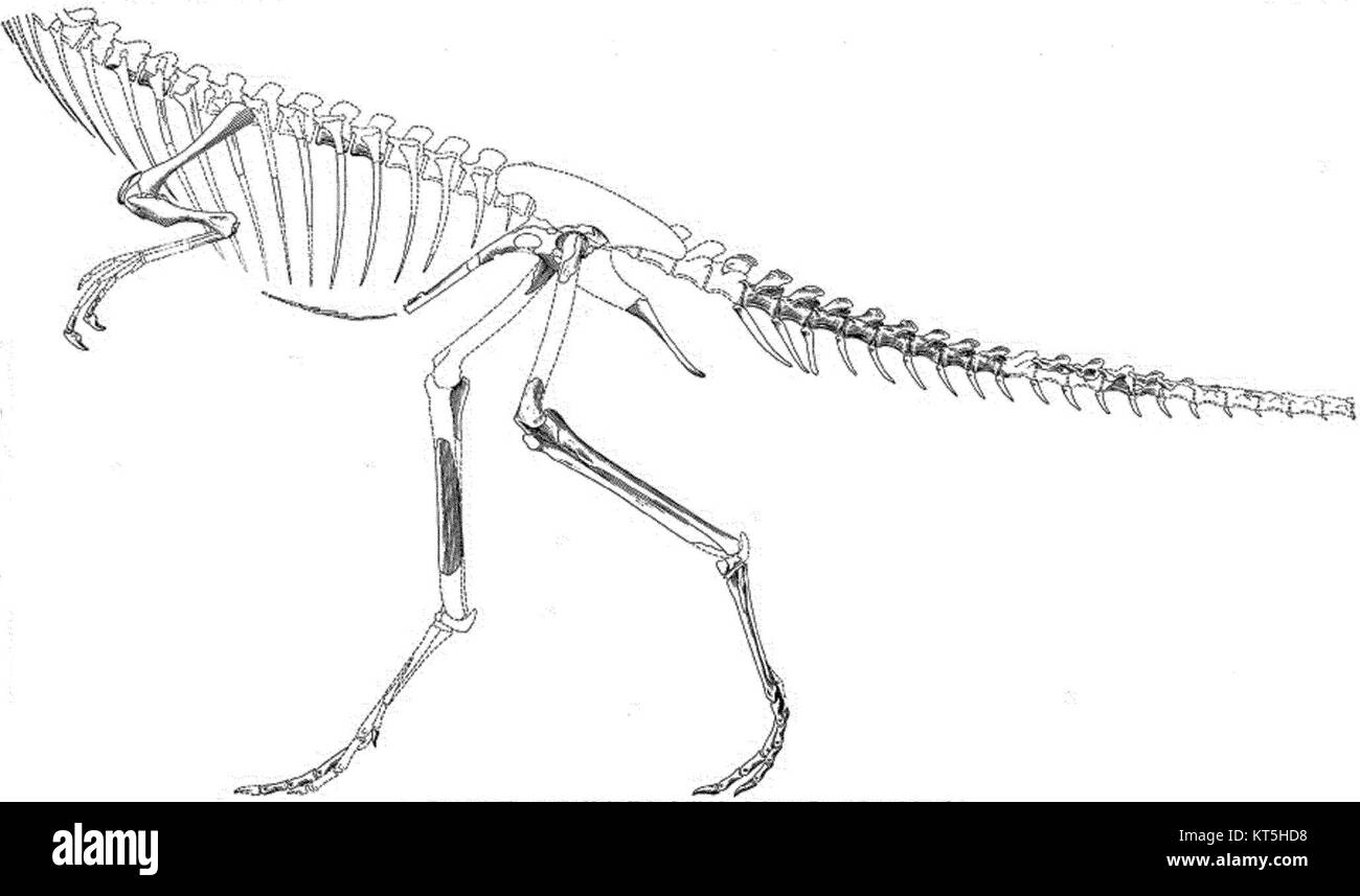 Segisaurus halli ist eine Art von Theropoden-Dinosaurier, die aus dem späten Jura bekannt ist. Er ist besonders für seine geringe Größe bekannt und ist ein wichtiger Fund in der Erforschung der frühen Dinosaurierentwicklung. Stockfoto