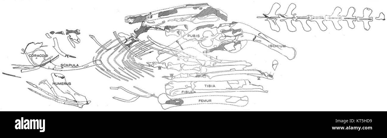 Eine Fotografie des Holotyps von Segisaurus halli, einer frühen Dinosaurierart aus der Triaszeit, die seine paläontologische Bedeutung zeigt. Stockfoto
