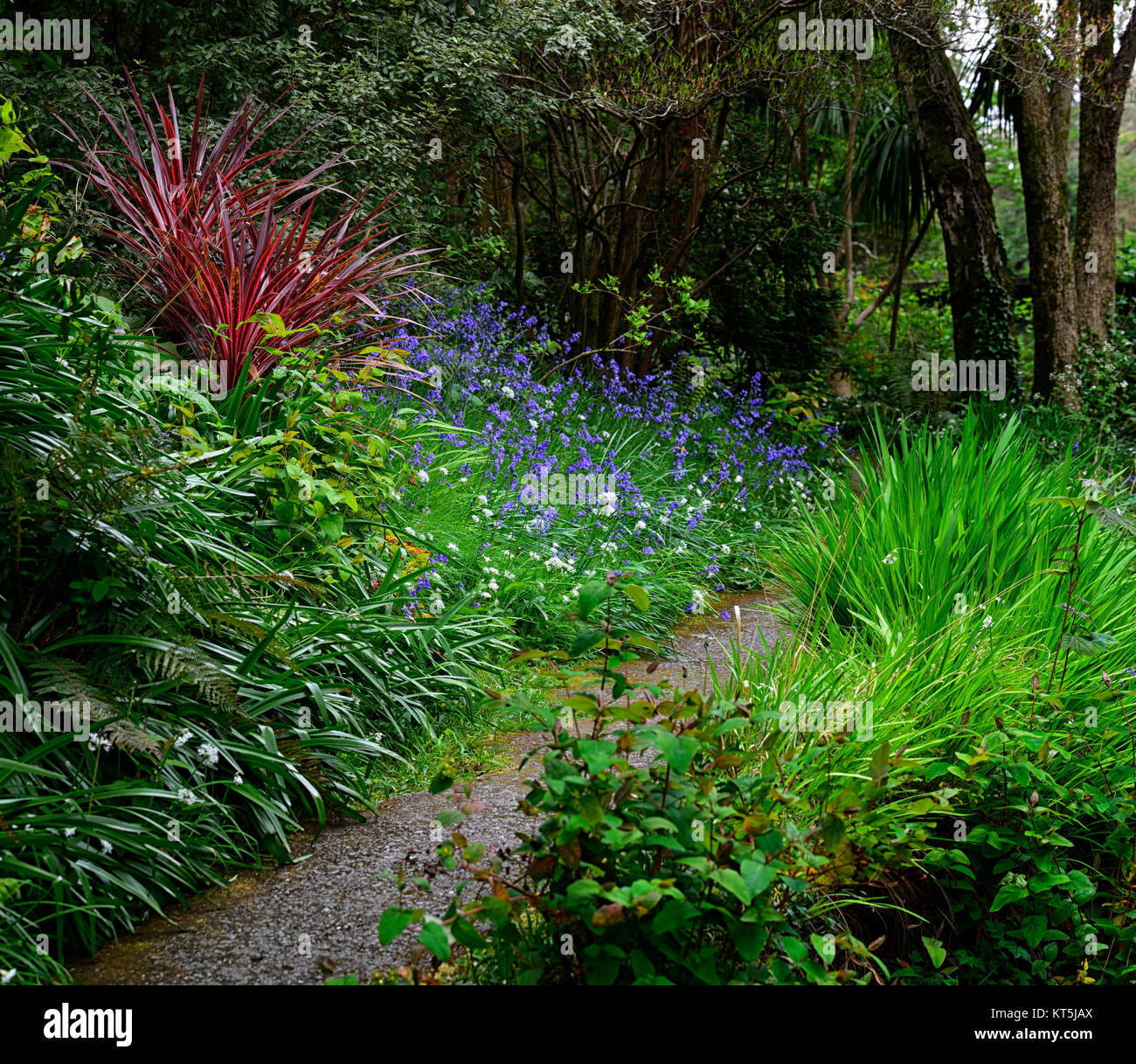 Cordyline Australis, Glockenblumen, Woodland, Mount Usher Gardens, Wicklow, William Robinson, robinsonian Garten, Frühjahr, Garten, Irland, RM Floral Stockfoto