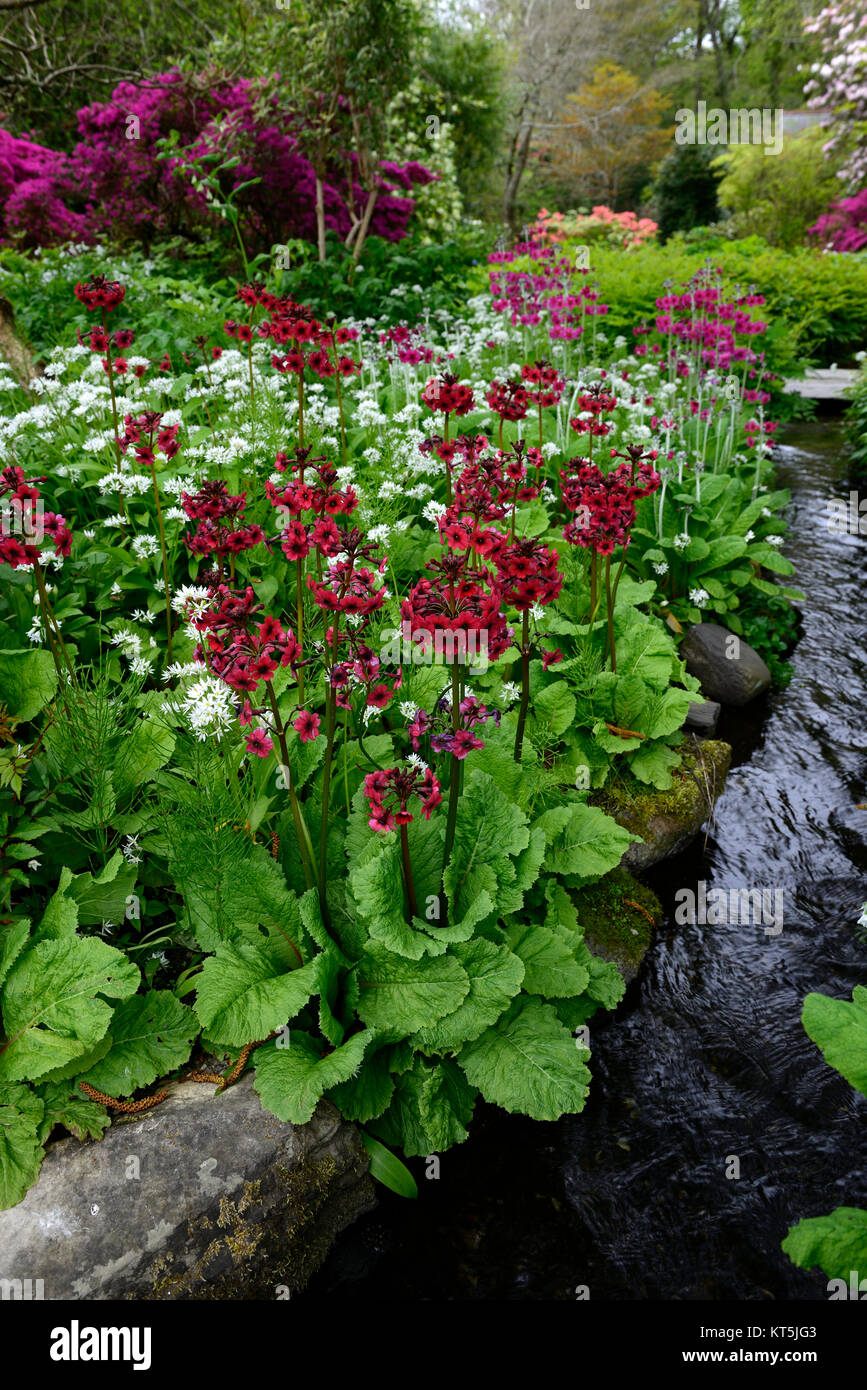 Primula japonica Millers Crimson, Allium ursinum, hosta, Funkien, Azalea, Rhododendron, stream, Wickeln, Fluß, Fluss, Ufer, Holz, Wald, Mount Usher Gardens Stockfoto