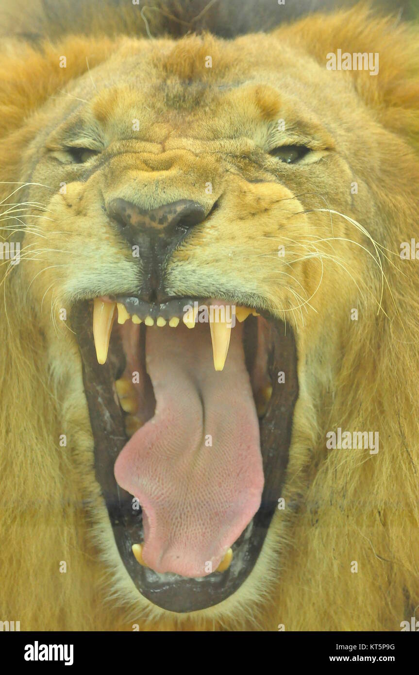 Afrikanischer Löwe (Panthera leo) mit großen Eckzähnen Stockfoto