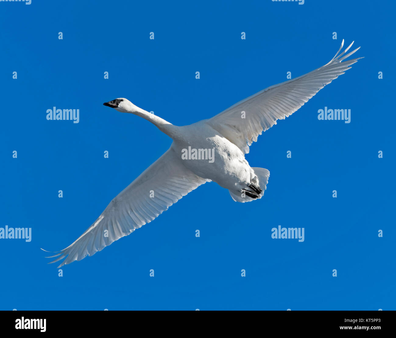 Trompeter Schwan im Flug Stockfoto