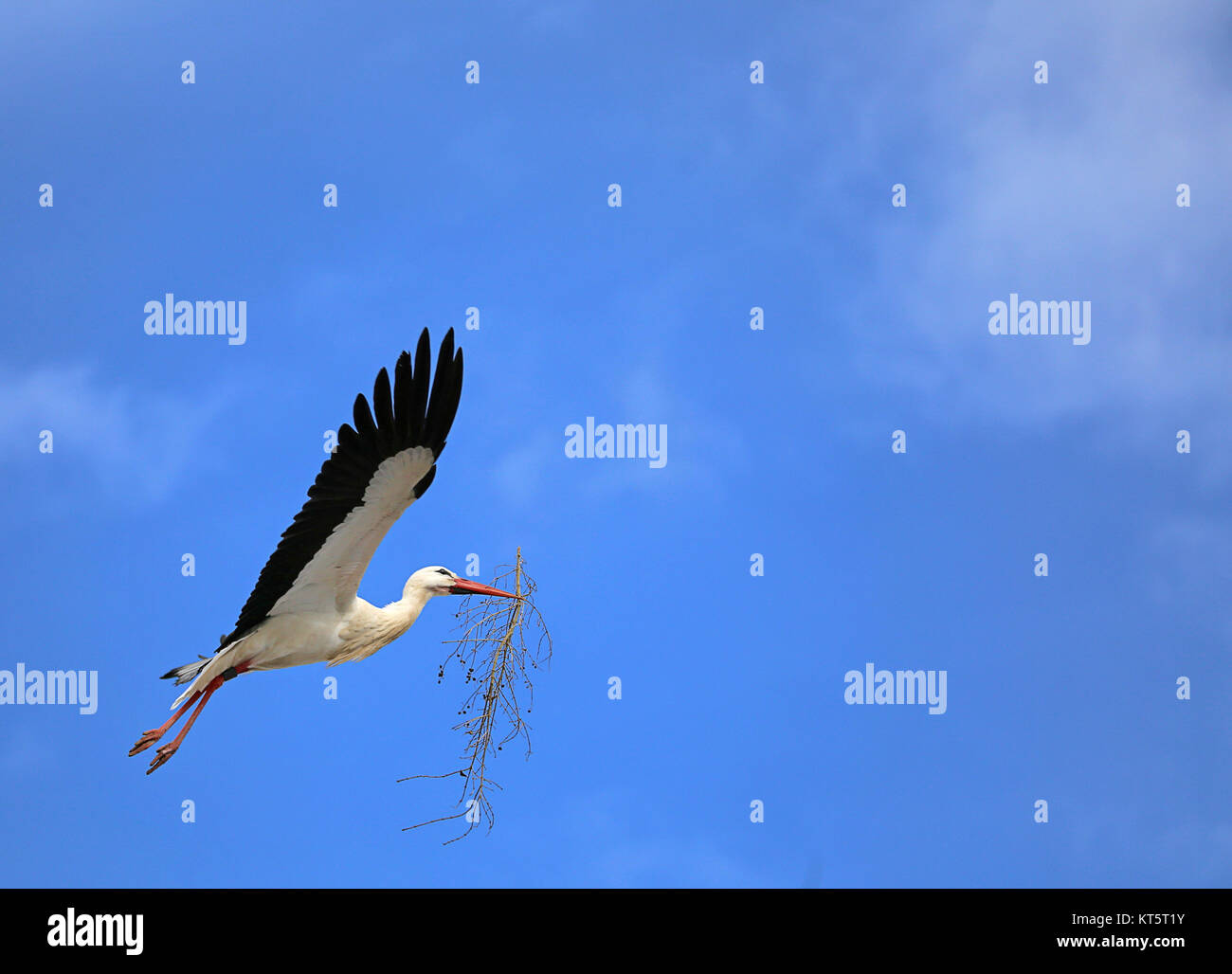 Storch im Flug gegen den blauen Himmel mit Nistmaterial Stockfoto