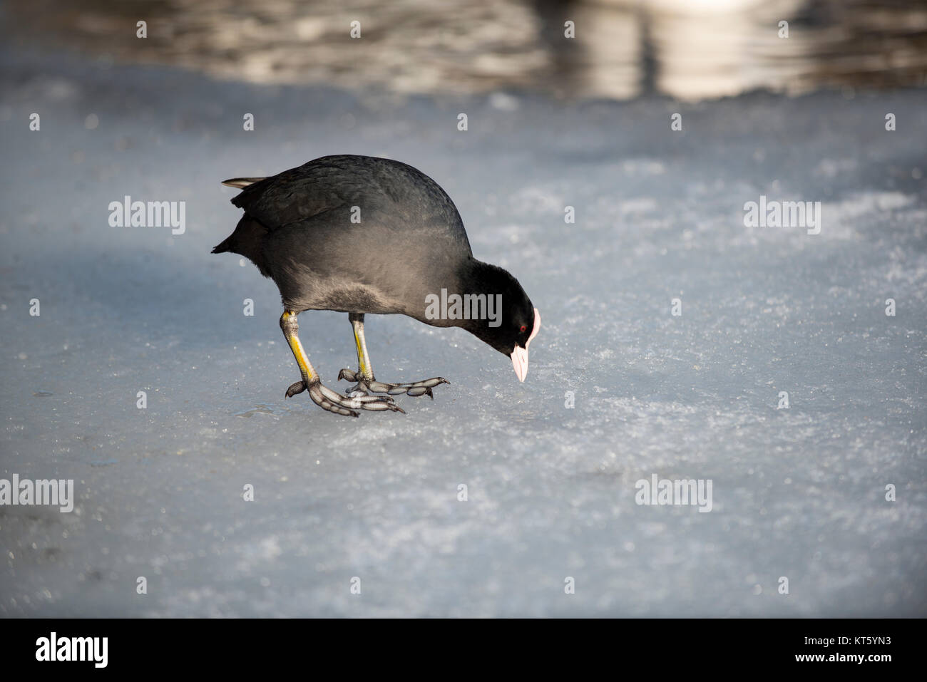 Ein Huhn auf der Suche nach Nahrung auf dem Eis eines gefrorenen Sees. Stockfoto