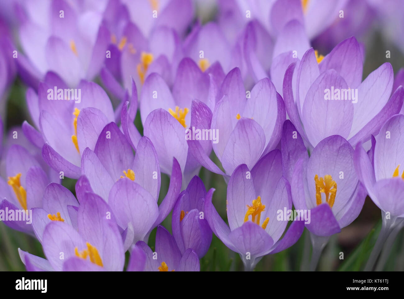 Blühende Krokusse Stockfoto