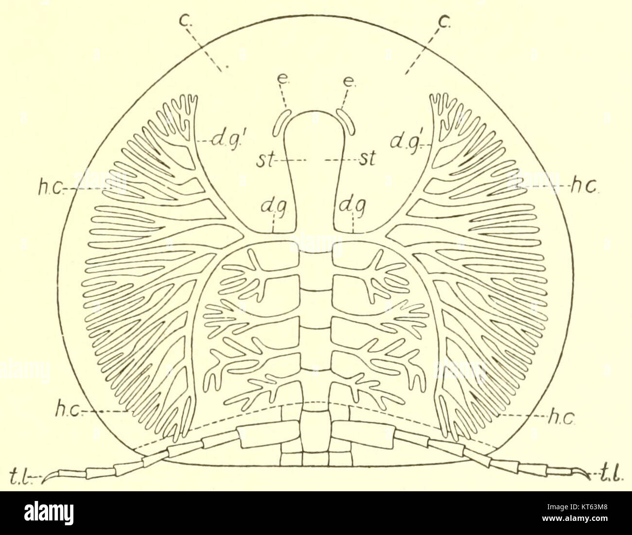 Band 85, Nummer 3 der Smithsonian Miscellaneous Collections enthält detaillierte Zahlen und Forschungsergebnisse zu verschiedenen wissenschaftlichen Themen. Stockfoto