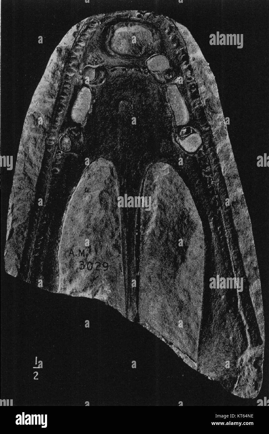 Stanocephalosaurus ist eine ausgestorbene Reptiliengattung aus der späten Trias. Es war ein fleischfressender Dinosaurier, bekannt für seine markante Kopfstruktur und Fossilienfunde in Nordamerika. Stockfoto