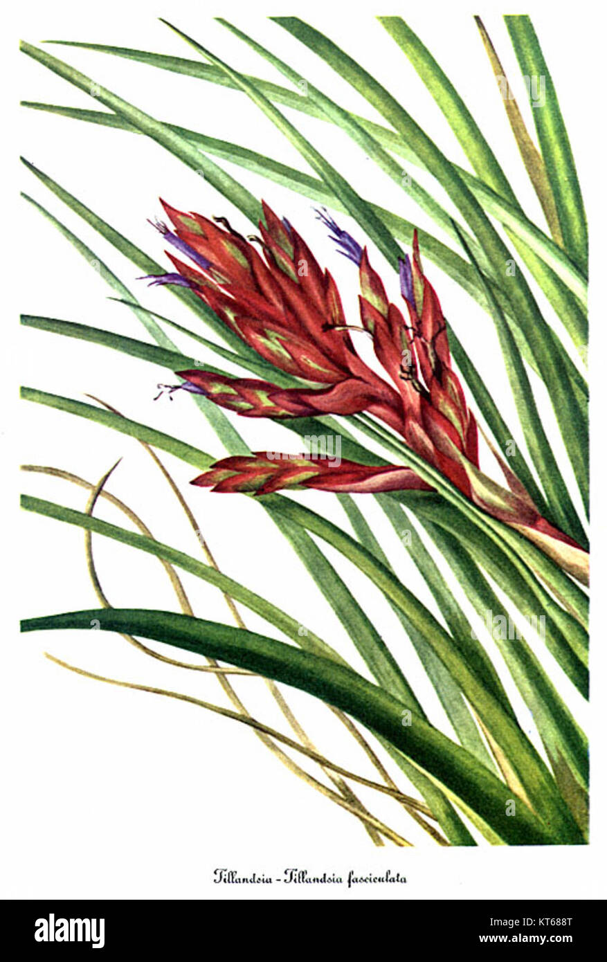 Tillandsia fasciculata ist eine Art der Luftpflanze, illustriert von Mary Vaux Walcott, einer amerikanischen botanischen Künstlerin. Diese Pflanze ist bekannt für ihre Fähigkeit, Feuchtigkeit und Nährstoffe aus der Luft aufzunehmen, was sie zu einer einzigartigen Art in der Gattung Tillandsia macht. Stockfoto
