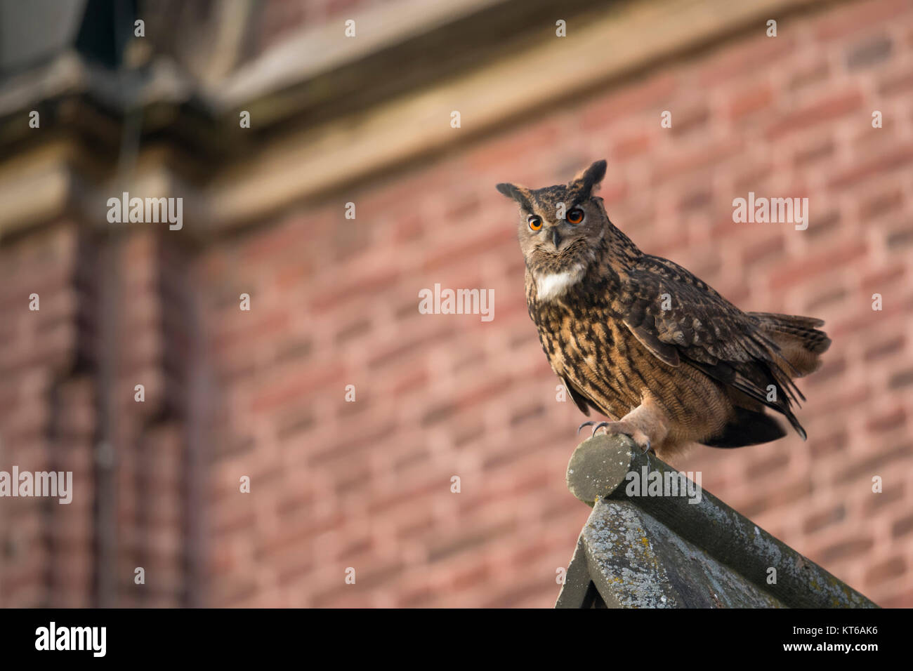 Europäische Uhu (Bubo bubo) erwachsenen männlichen, Sitzen, auf einer Kirche Dach thront, in städtischen Umgebung, umwerben, im Herbst, Wild, Europa. Stockfoto