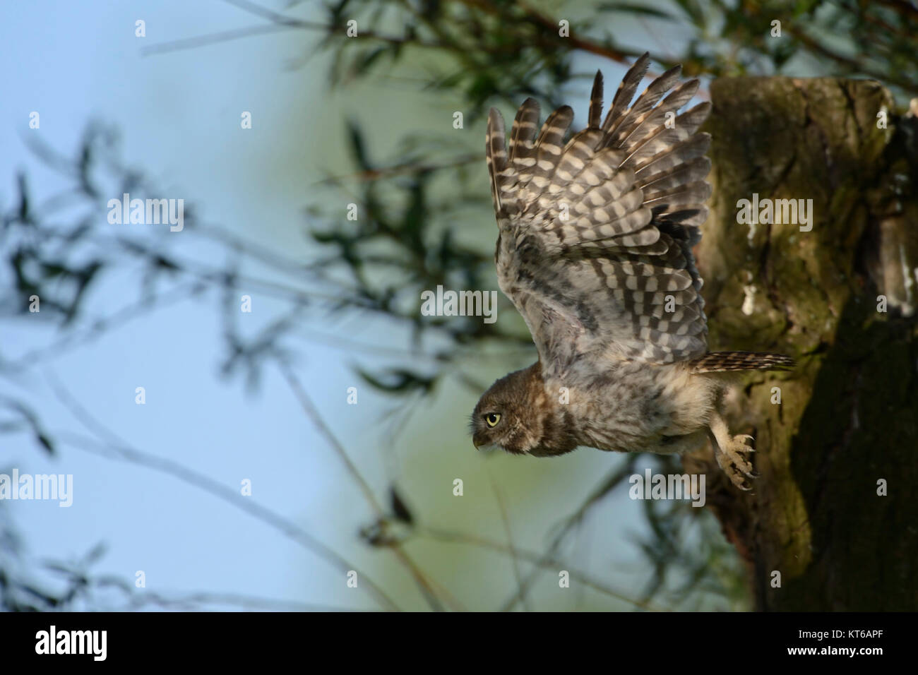 Kleine Eule/Steinkauz (Athene noctua), junge Heranwachsende, Junge, fliegen, Flug, gestreckt weit geöffneten Flügel, Wildlife, Europa. Stockfoto