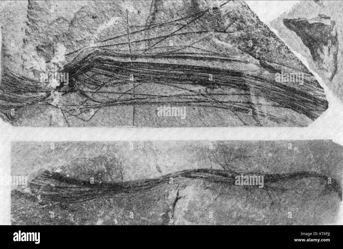 Eine Feder aus Gastornis, einer ausgestorbenen Gattung großer flugunfähiger Vögel aus dem Eozän. Diese Art, auch bekannt als Diatryma, gilt als einer der größten Vögel, die es je gab, und ihre Federn geben Einblicke in das prähistorische Vogelleben. Stockfoto