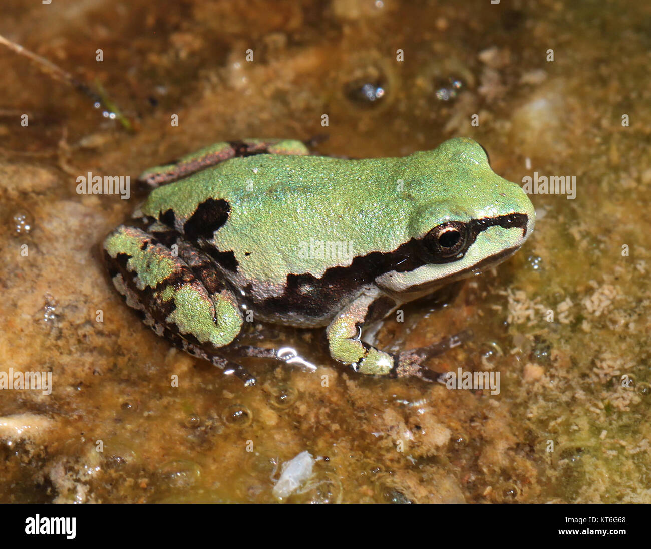 Der Arizona Treefrog (Hyla wrightorum), eine in Arizona heimische Art, wurde im Sawmill Canyon in den Huachuca Mountains im Cochise County, Arizona, fotografiert. Bekannt für seine unverwechselbare grüne Färbung und seine einzigartige Stimme, lebt diese Amphibie in den Feuchtgebieten der Region. Stockfoto