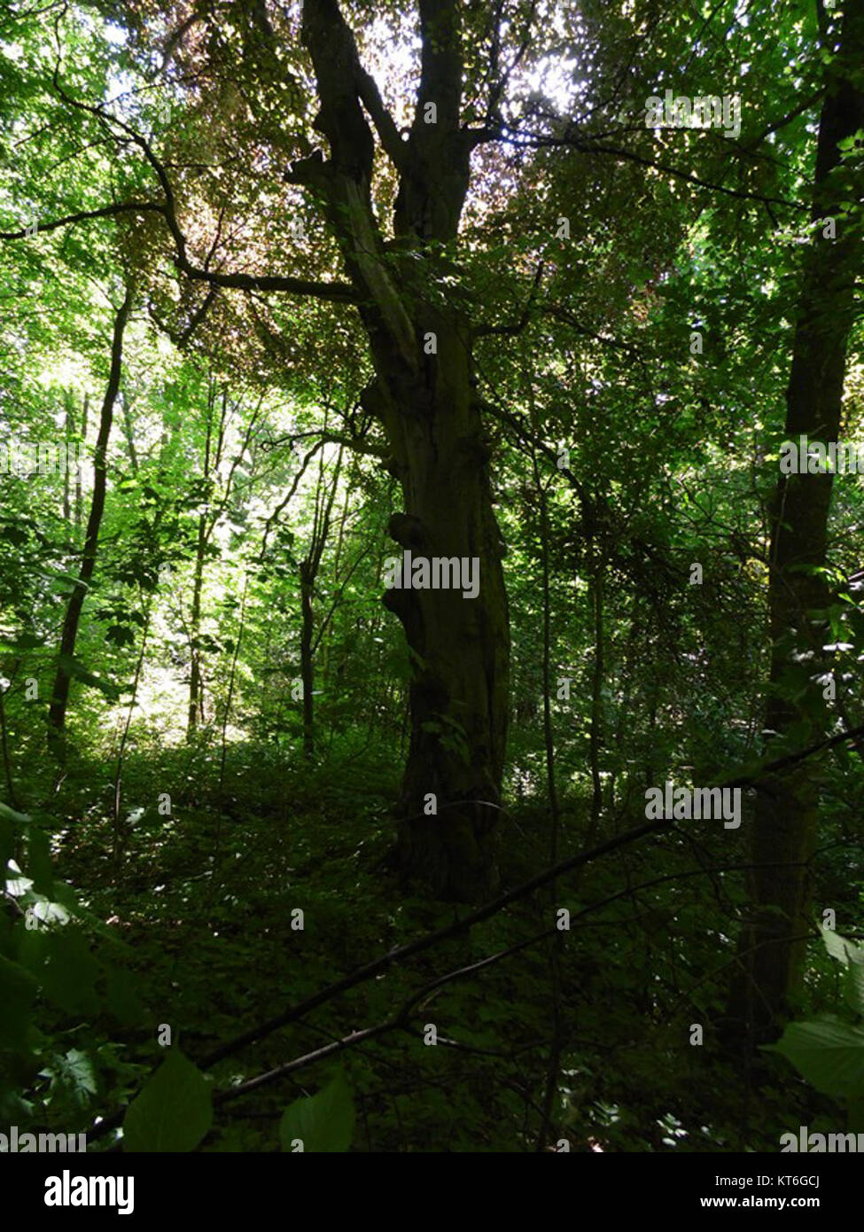 Foto von ARKLITY, ab - 028, zeigt die architektonischen Details des Schlossparks in Arklity, Polen. Stockfoto