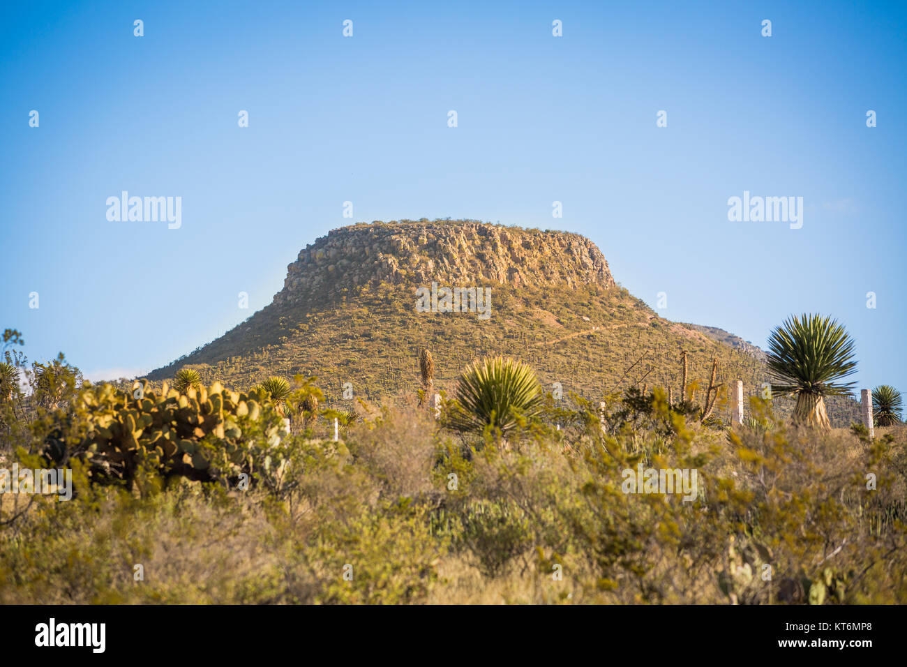 Wüste Berg mit Kaktus am Tag Licht Stockfoto
