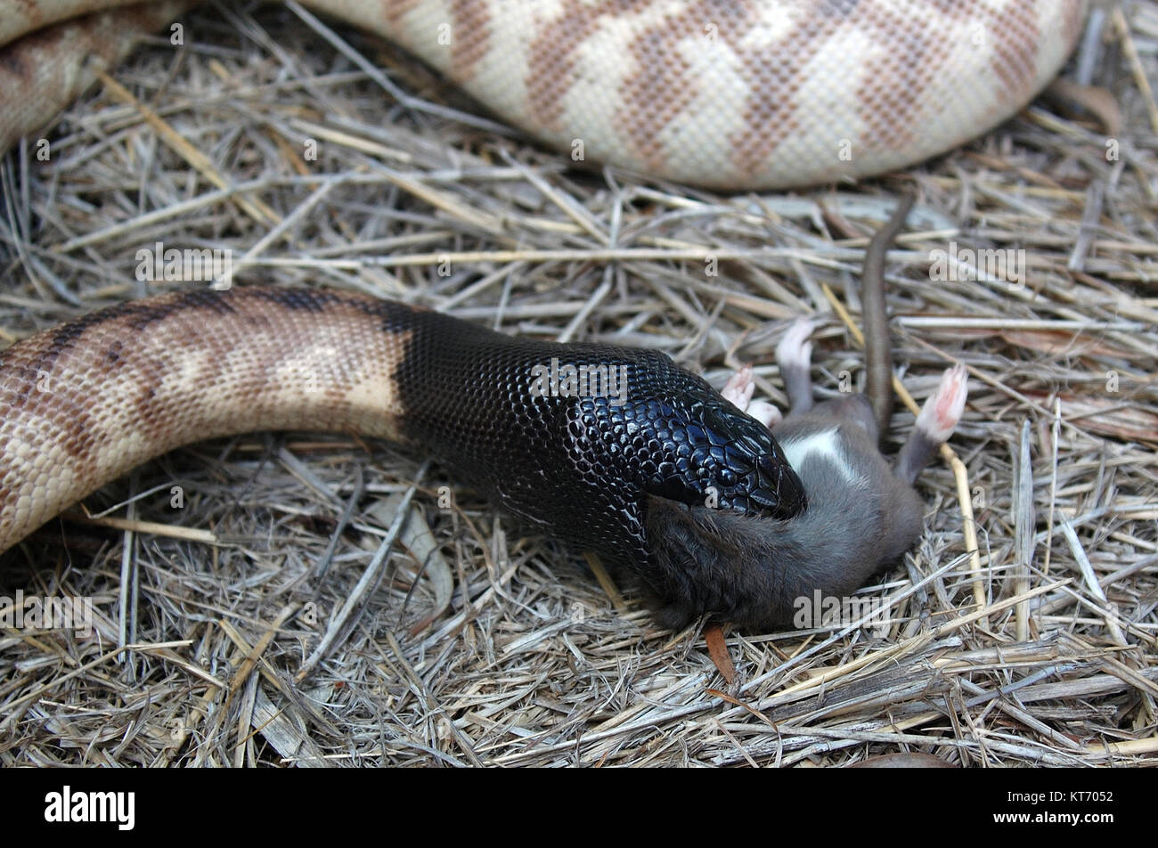 Australische schwarze Spitze Python, Schwarzkopfpythons Melanocephalus, schlucken eine schwarze Ratte, Rattus rattus Stockfoto