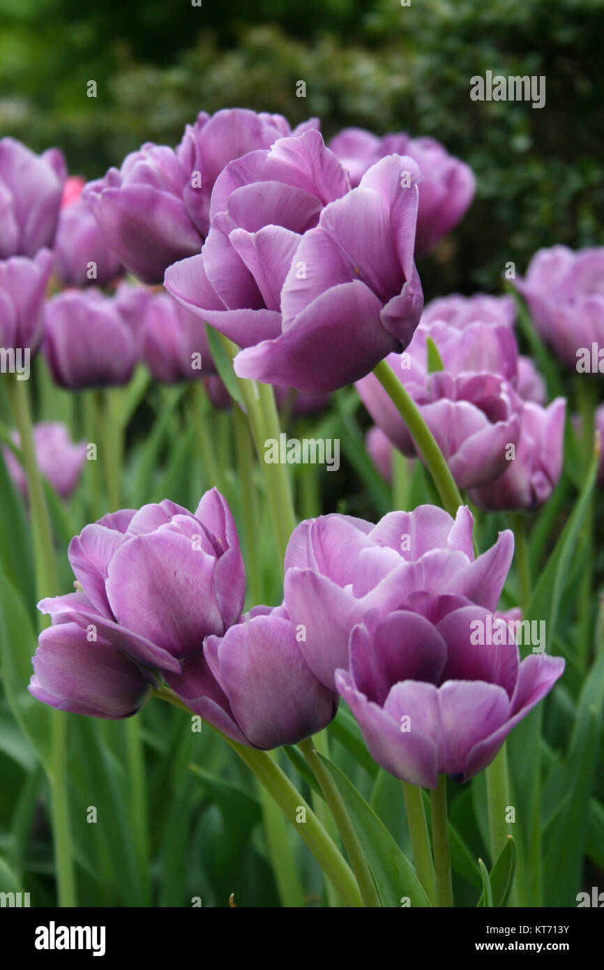 Lavendel Tulpen hoch Stockfoto