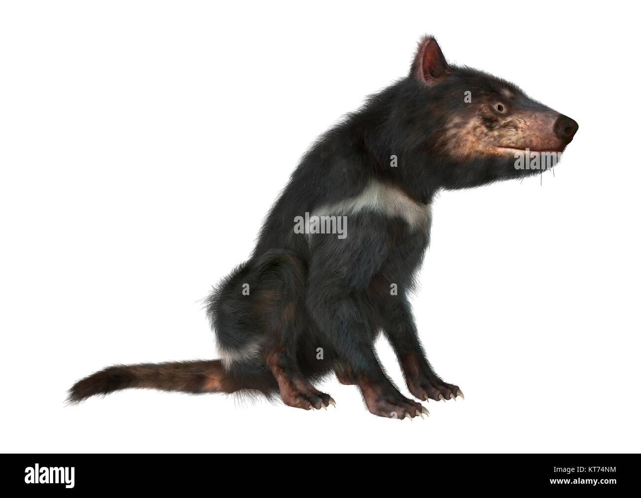 3D-Rendering Tasmanische Teufel auf Weiß Stockfoto
