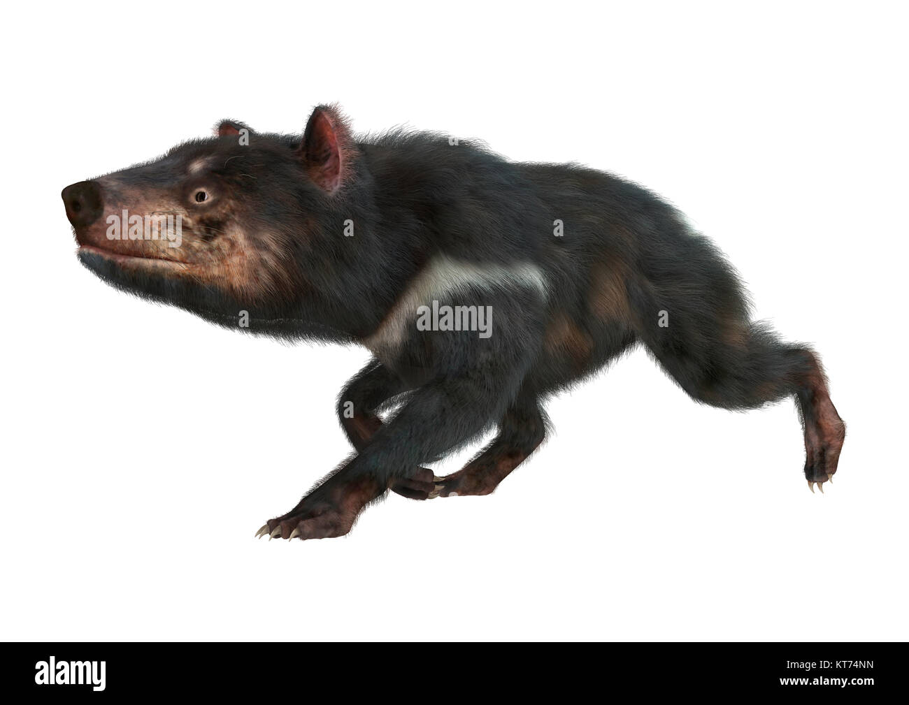 3D-Rendering Tasmanische Teufel auf Weiß Stockfoto