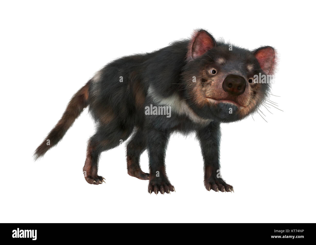 3D-Rendering Tasmanische Teufel auf Weiß Stockfoto
