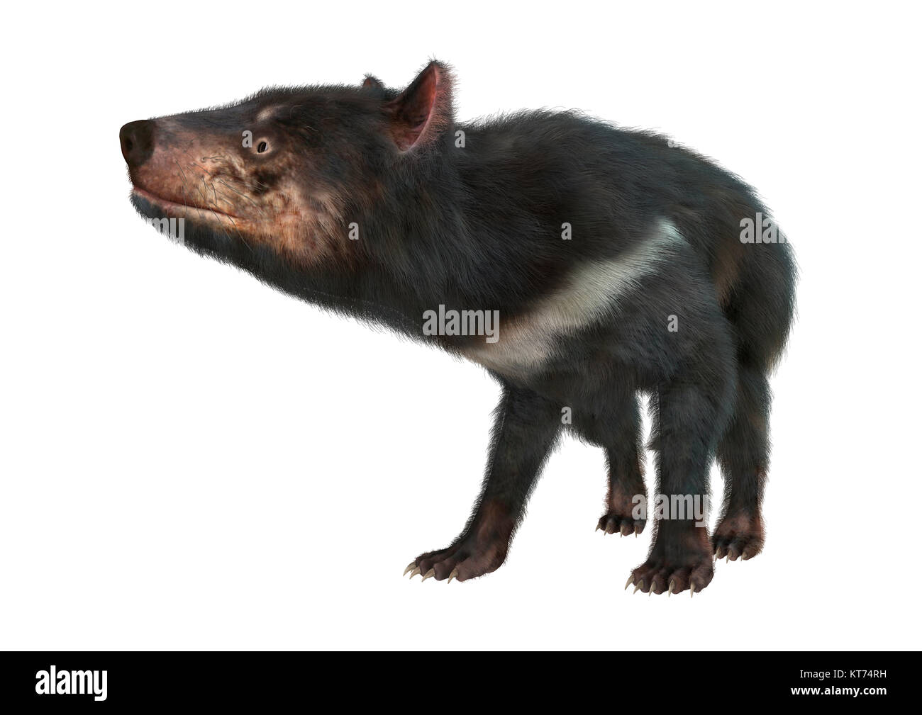 3D-Rendering Tasmanische Teufel auf Weiß Stockfoto