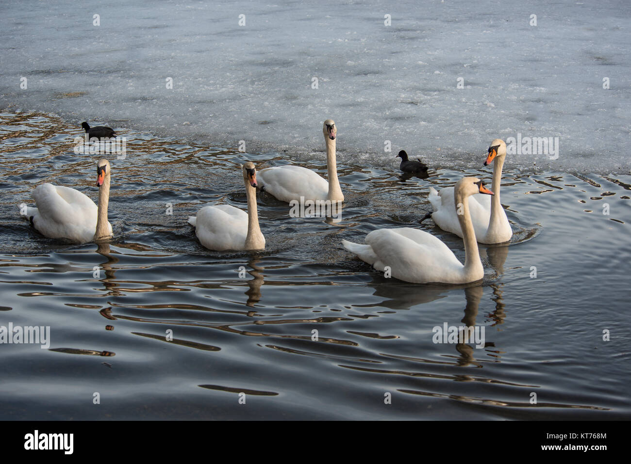 Eine Gruppe von fünf Schwanen und zwei Blässhühnern schwimmen auf einem Gewässer Stockfoto