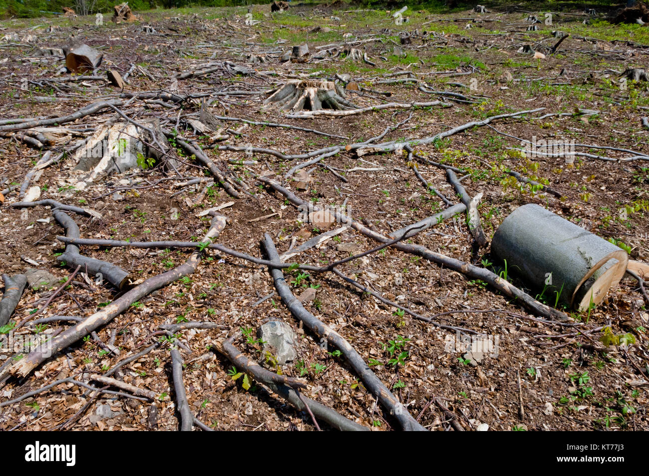 Kahlschlag, clearfelling oder klares Logging, buche wald Stockfoto