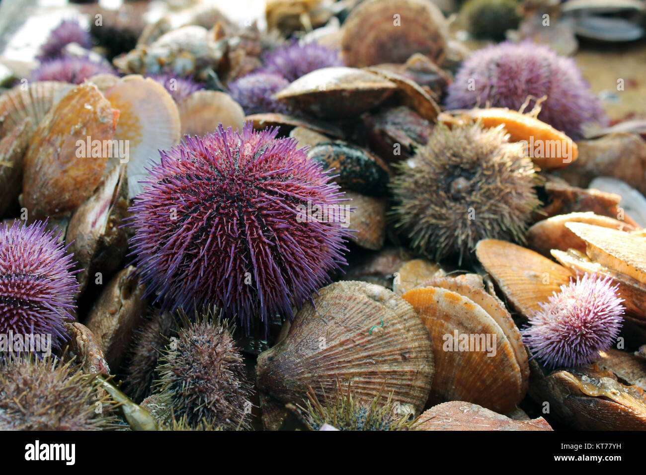 Bunte frisches violett Meer Früchte und Seeigel Stockfoto