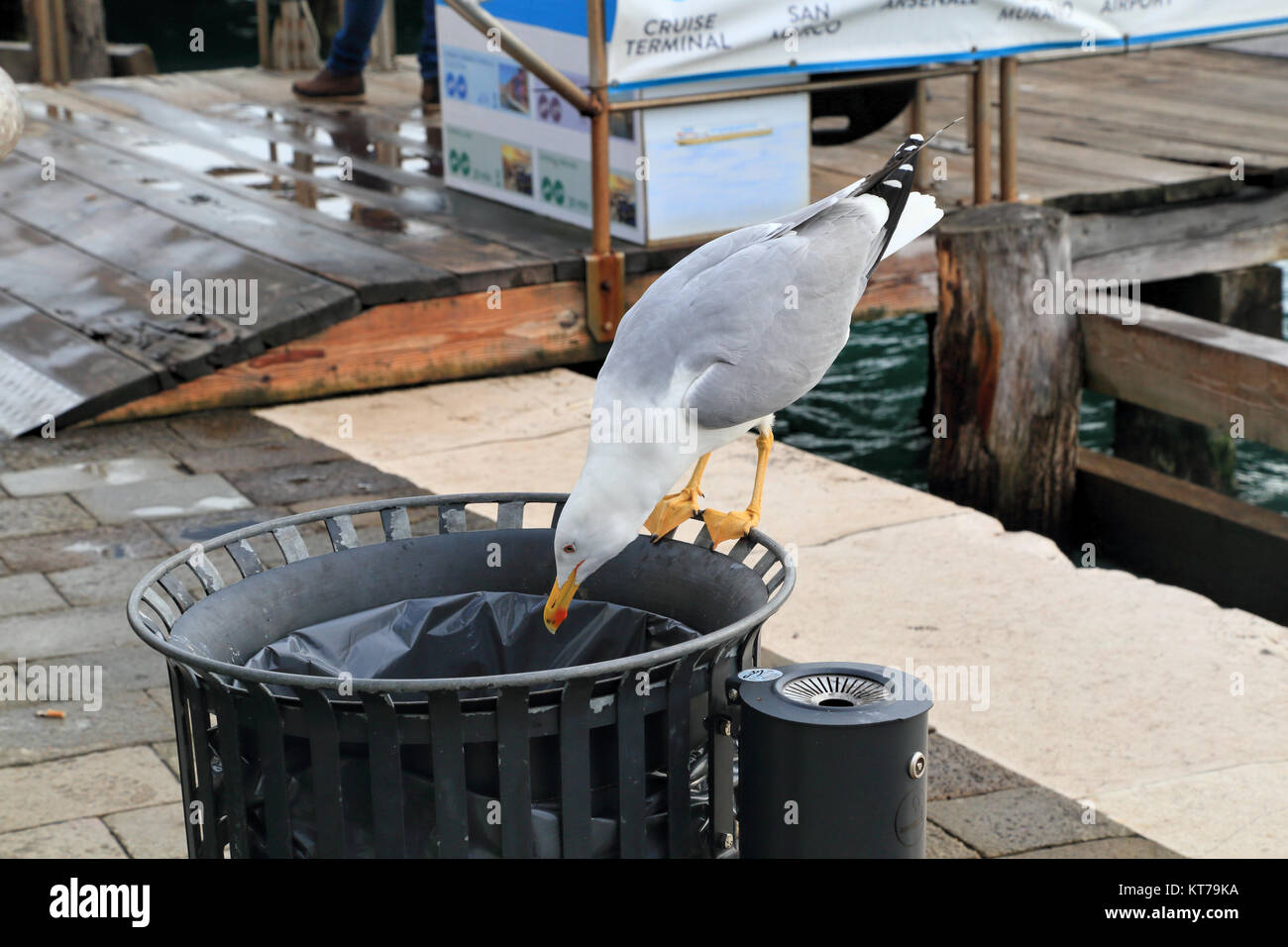Gelbbeiner Möwe (Larus michahellis), die Mülltonne auf Lebensmittel überprüft, Venedig. Müllentauchen Stockfoto