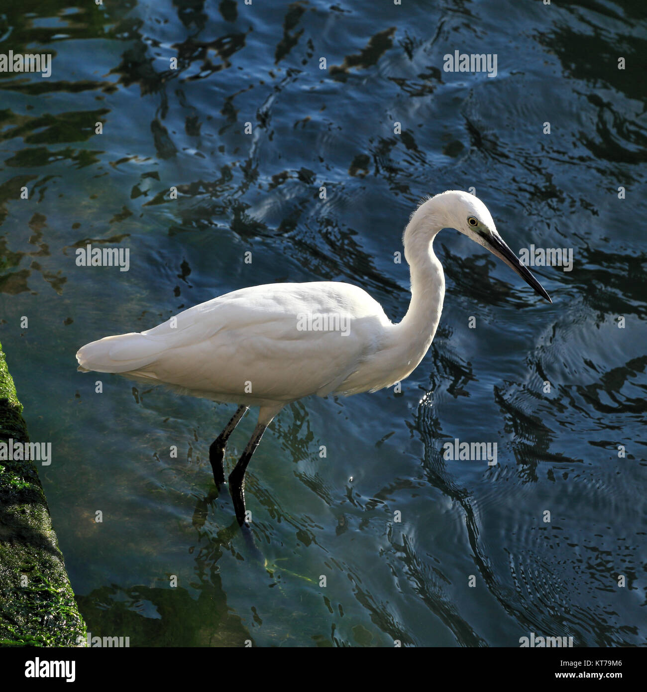 Seidenreiher (Egretta garzetta), Urban City wildlife Stockfoto