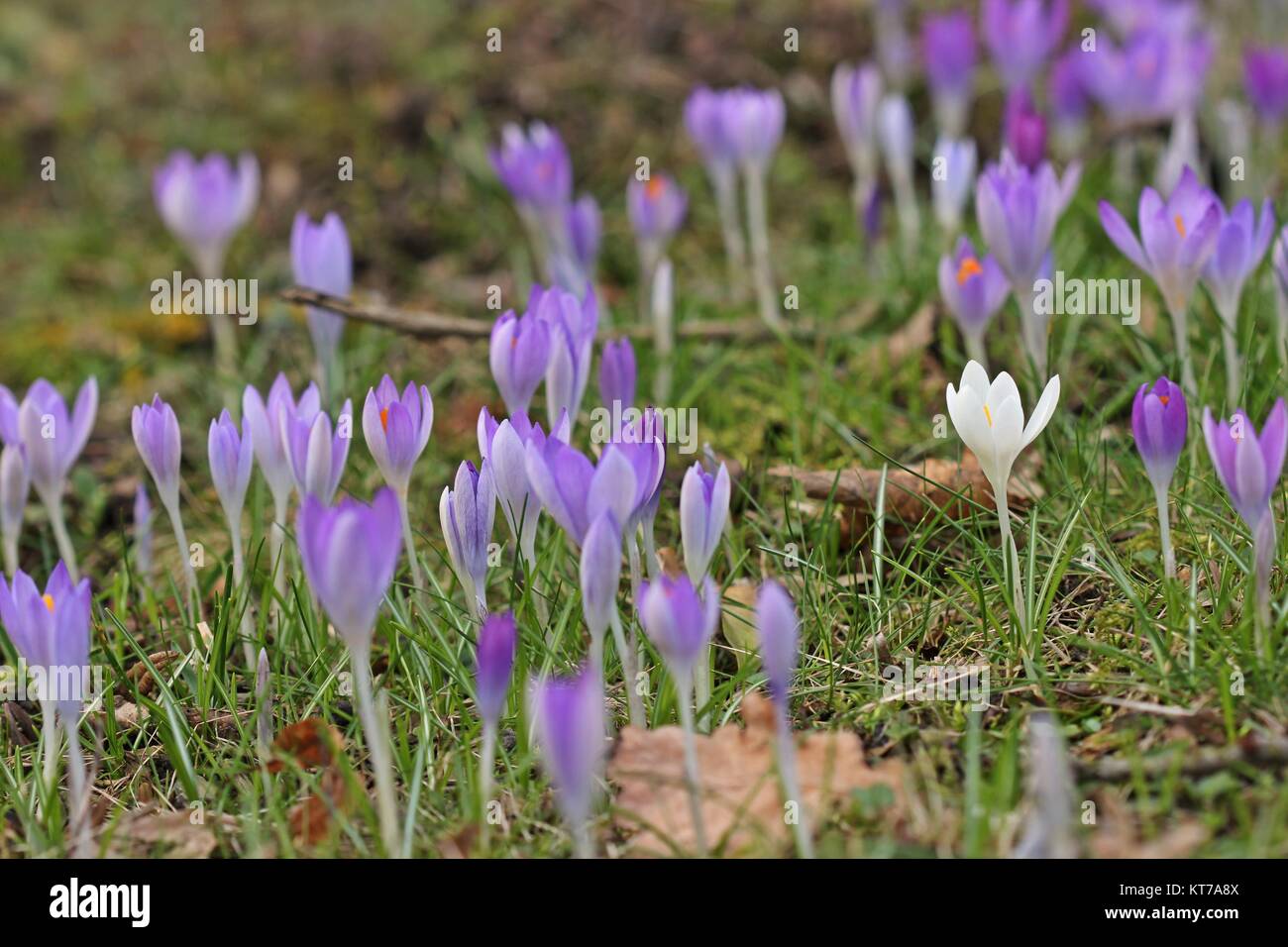Ein weißer Krokus blüht unter vielen violetten Krokussen Stockfoto