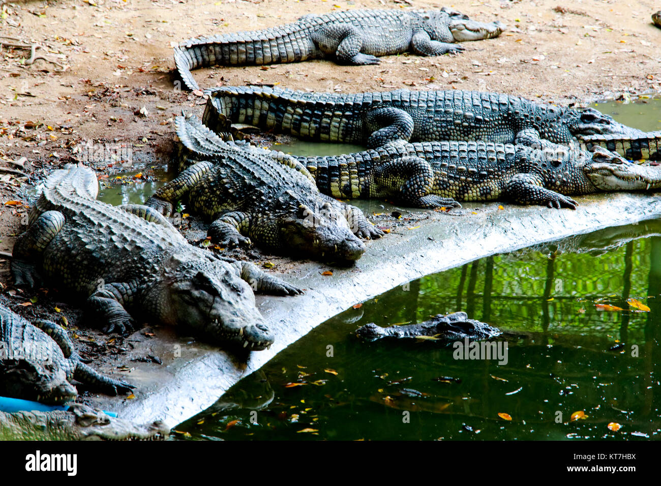 Krokodil in der swampc Stockfoto