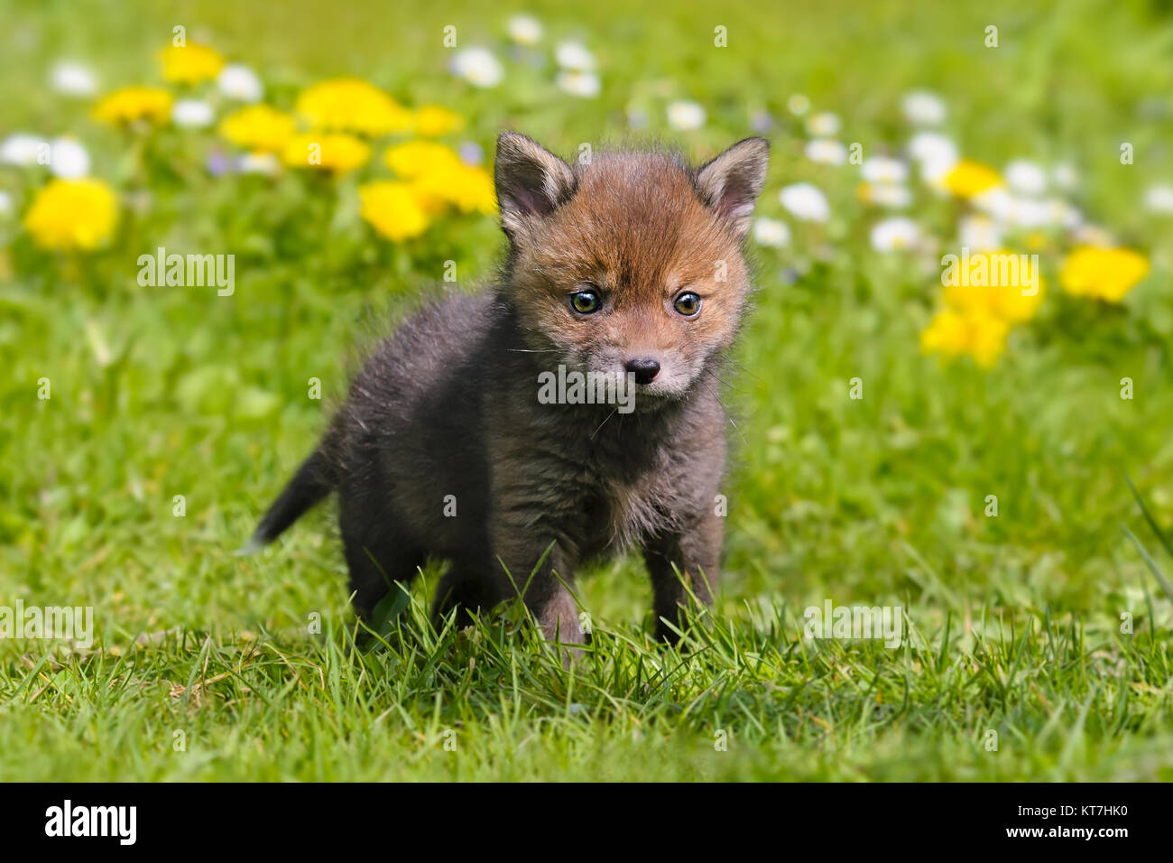 Red Baby Fox Kit, Vulpes vulpes, stehend auf einer Wiese im Frühling, Deutschland. Stockfoto