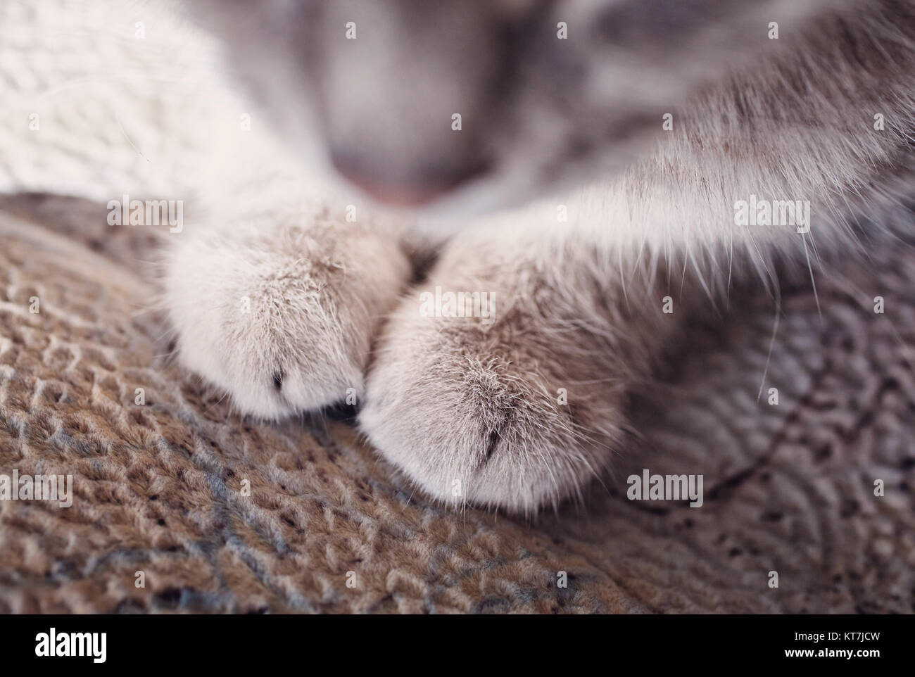 Porträt der Katze. flauschige Kätzchen Zitate Stockfoto