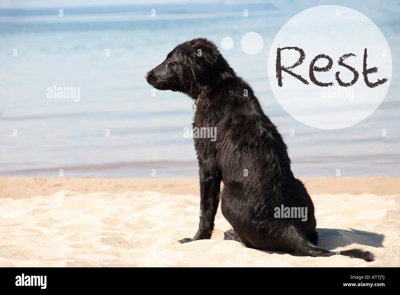 Sprechblase mit englischen Text Rest. Flat Coated Retriever Hund im Sandy Beach. Meer und Wasser im Hintergrund Stockfoto