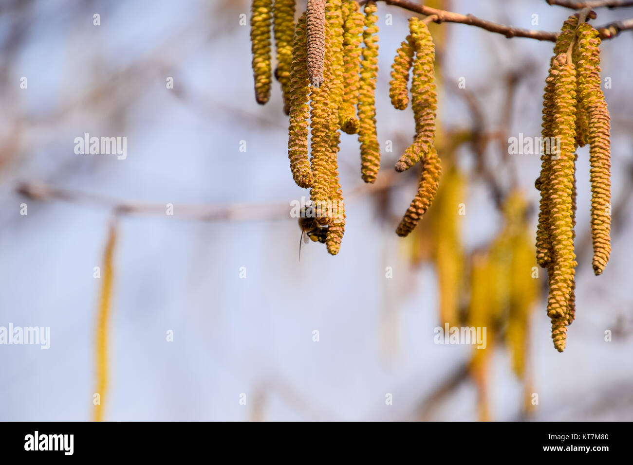 Die Bestäubung durch Bienen Ohrringe Haselnuss. Blühende haselnuss Haselnuss. Stockfoto