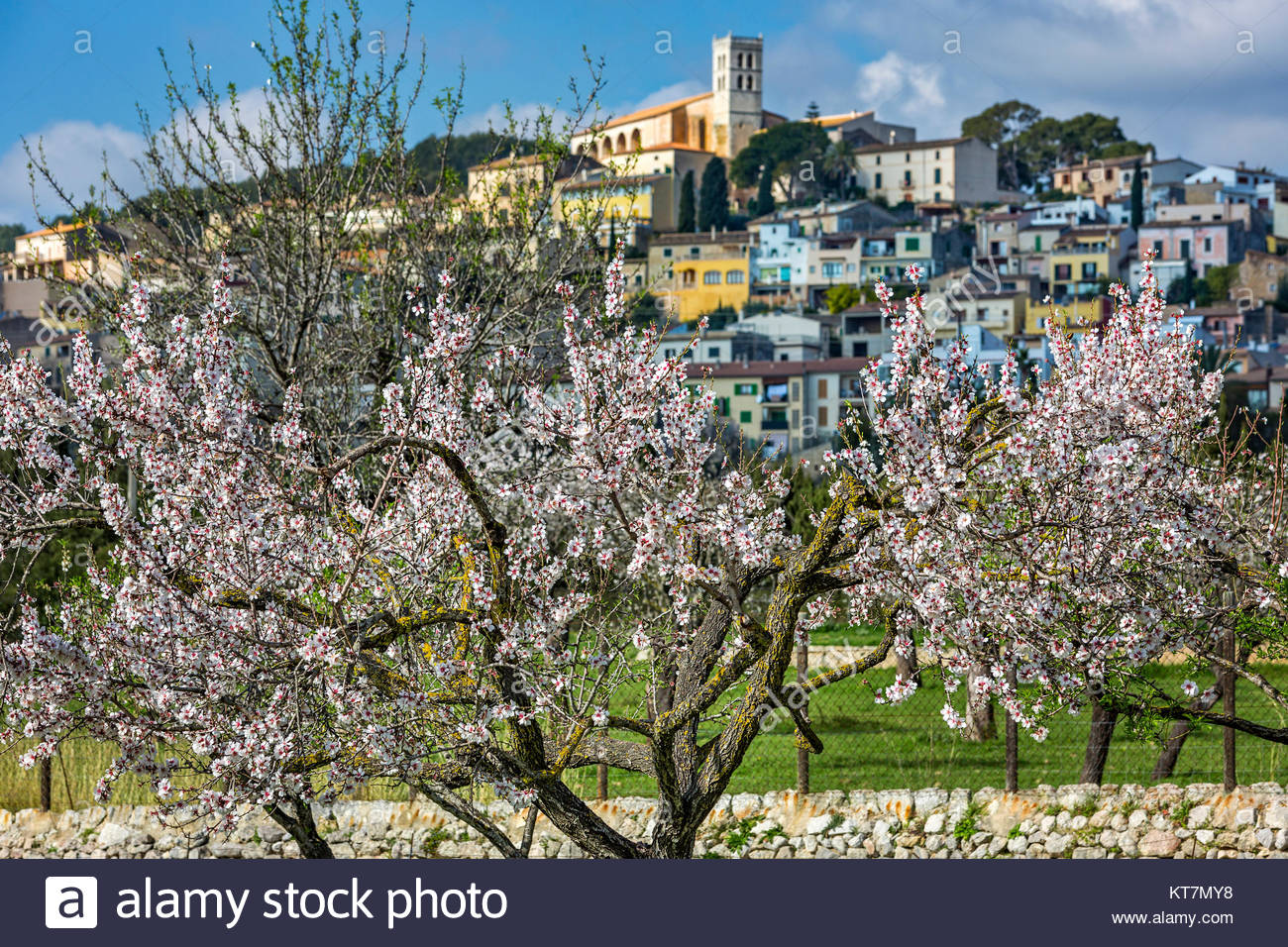Mandelblute Auf Mallorca Stockfoto Bild 169815164 Alamy