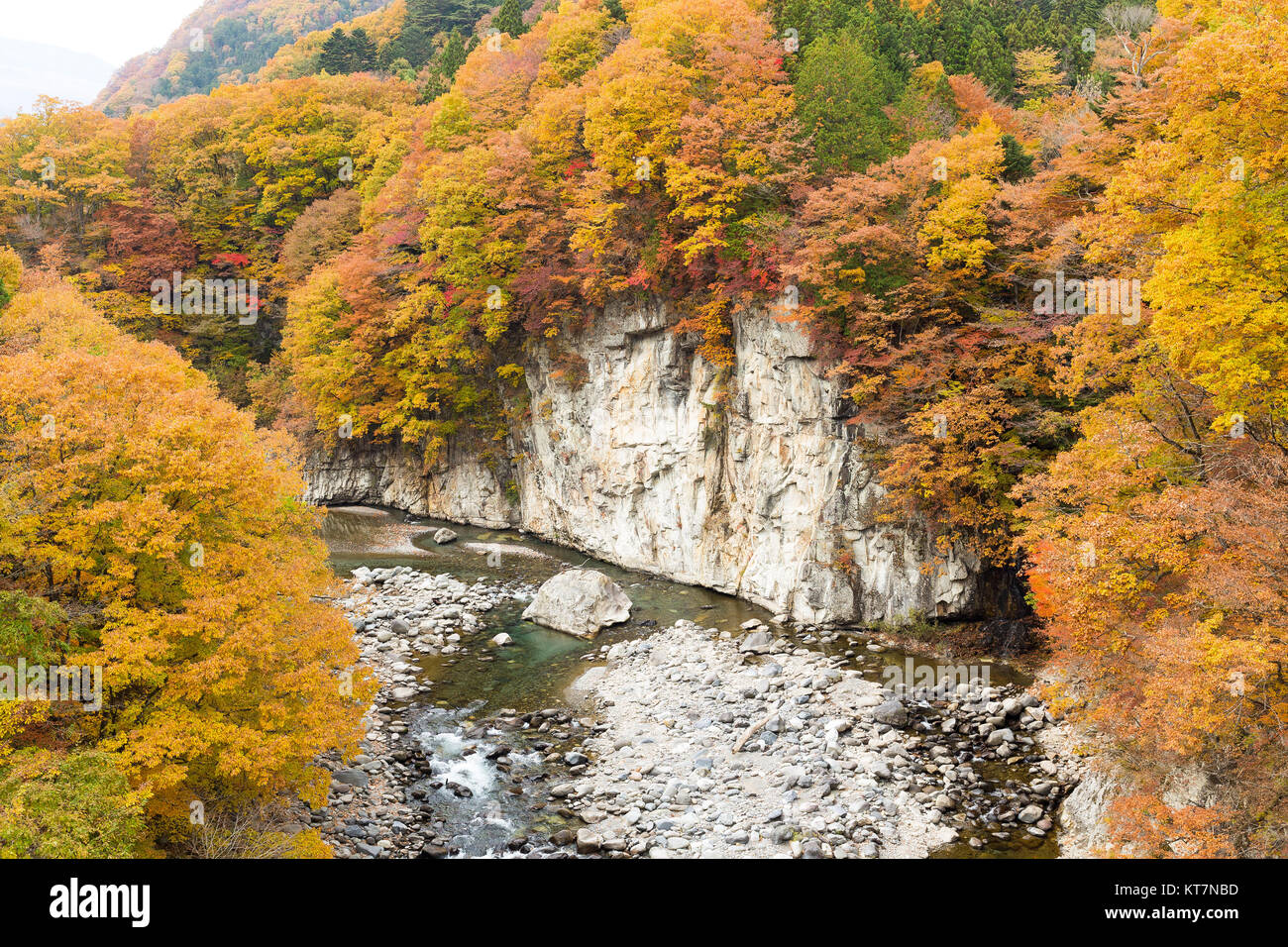 Herbst Wald und Fluss in Japan Stockfoto