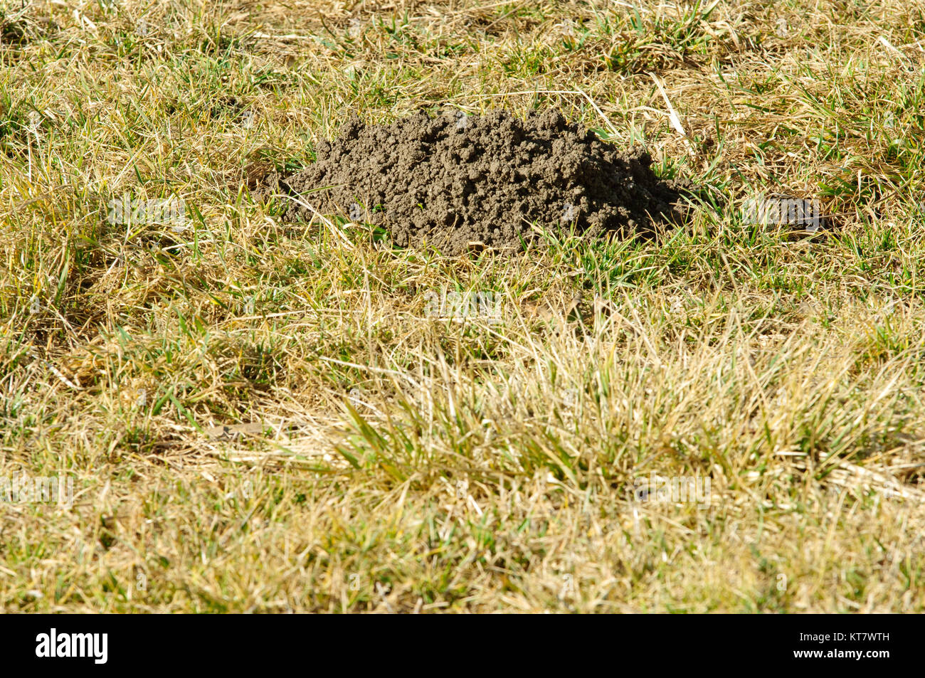 Maulwurfshügel oder Mole Hill im Garten Stockfotografie Alamy