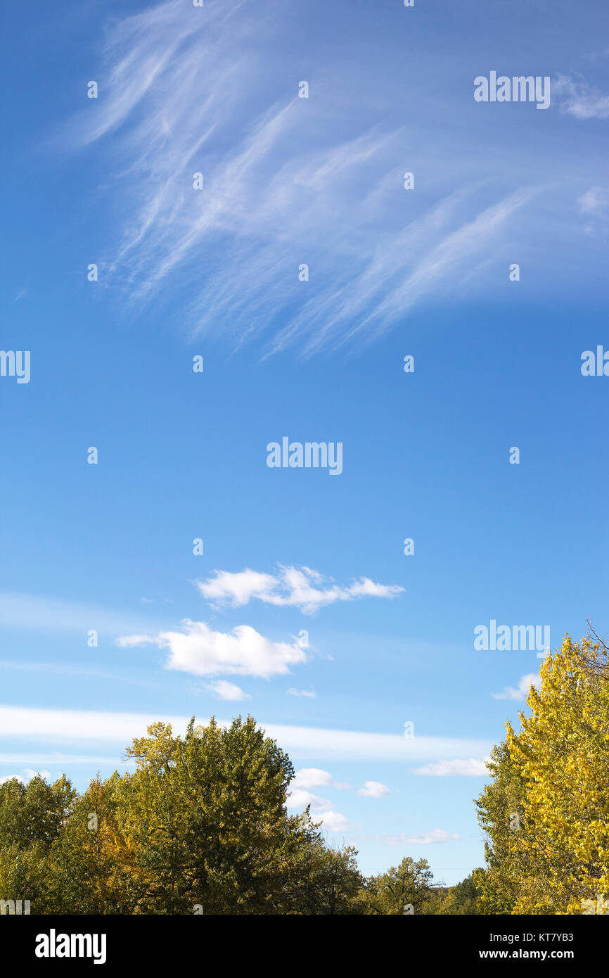 Cirrus und cumulus Wolken in blauem Himmel über Pappelbäumen Stockfoto